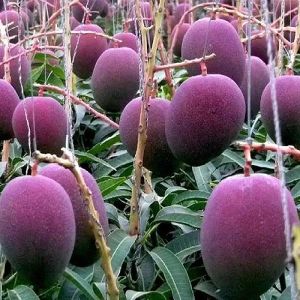 What are Miyazaki Mangoes?